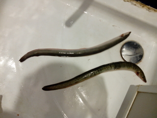 European eel