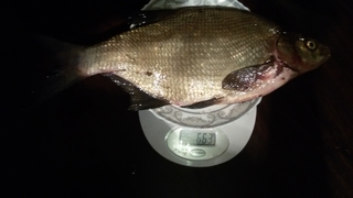 Carp bream