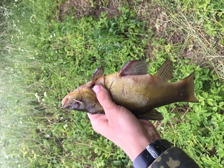 Tench