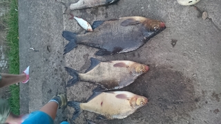 Carp bream