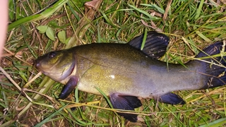 Tench