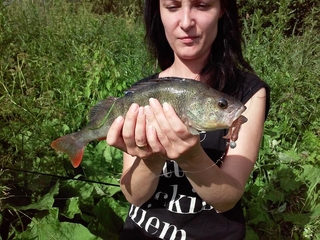 Eurasian perch