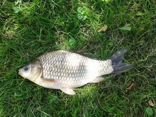 Prussian carp