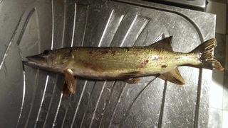 Northern Pike