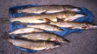Northern Pike