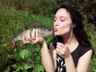 Eurasian perch