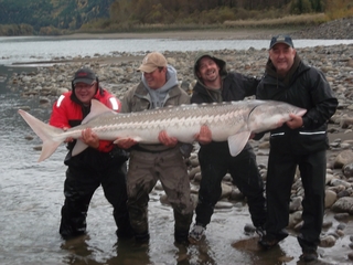 White sturgeon