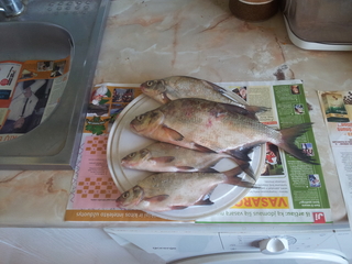 Carp bream