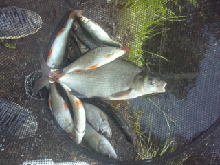 Carp bream