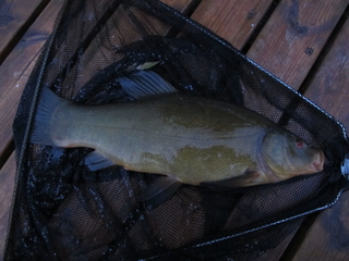 Tench
