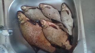 Carp bream