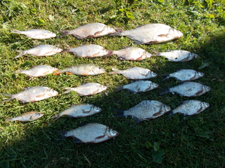 Silver Bream