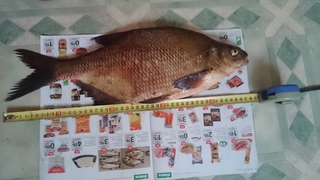 Carp bream