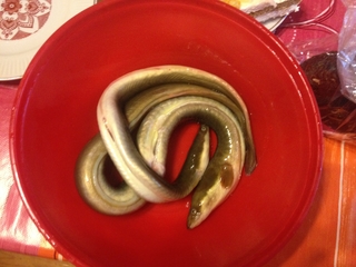 European eel