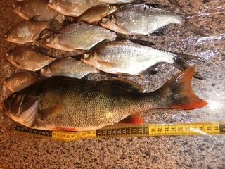 Eurasian perch