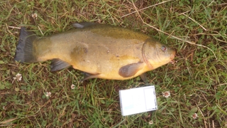Tench