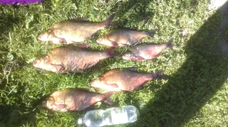 Carp bream
