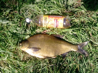 Carp bream