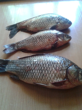 Prussian carp