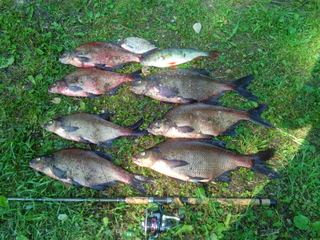 Carp bream