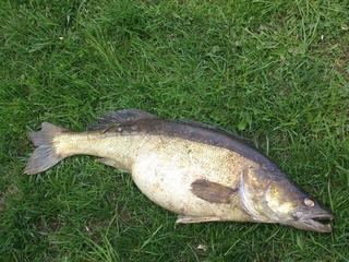 Pike perch
