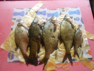 Carp bream