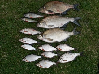 Carp bream