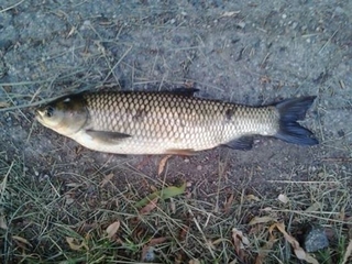 Black carp