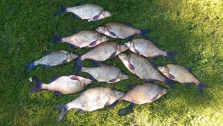 Carp bream