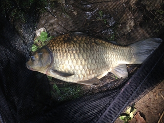 Prussian carp