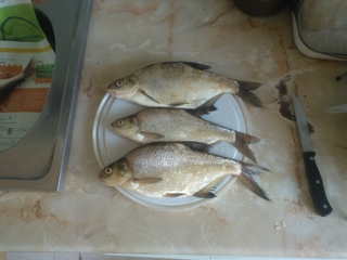 Carp bream