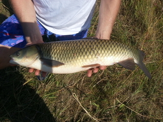 Grass carp