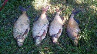 Carp bream