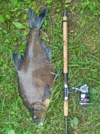 Carp bream