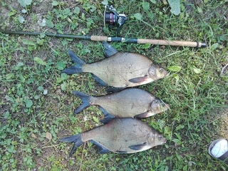 Carp bream
