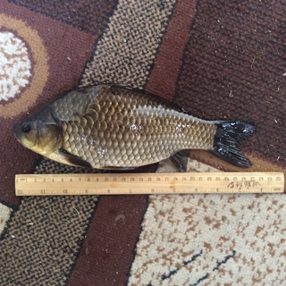 Crucian carp