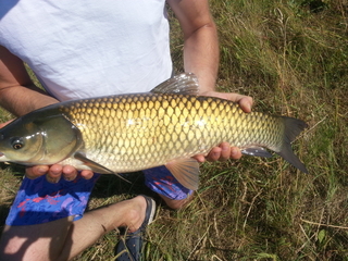 Grass carp
