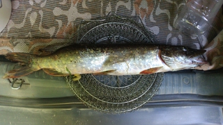 Northern Pike