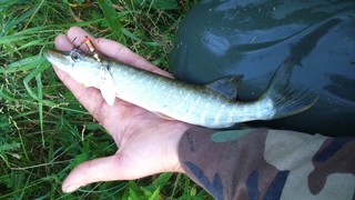 Northern Pike