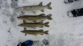 Northern Pike