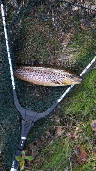 Brown Trout