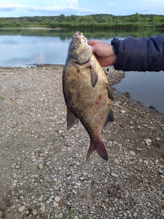 Carp bream