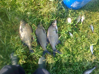 Carp bream