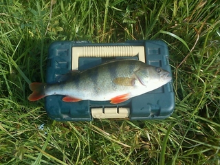 Eurasian perch