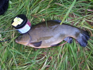 Tench