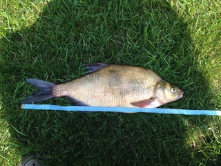 Carp bream