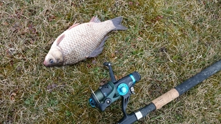 Crucian carp