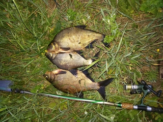 Carp bream