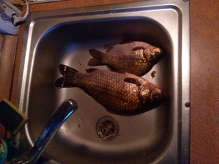 Crucian carp