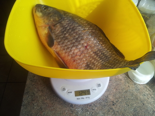 Crucian carp